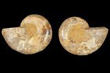 3.6" Cut & Polished Agatized Ammonite Fossil (Pair)- Jurassic - #131625-1